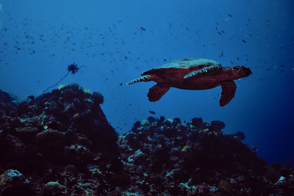 El retorno de la exploración de los océanos