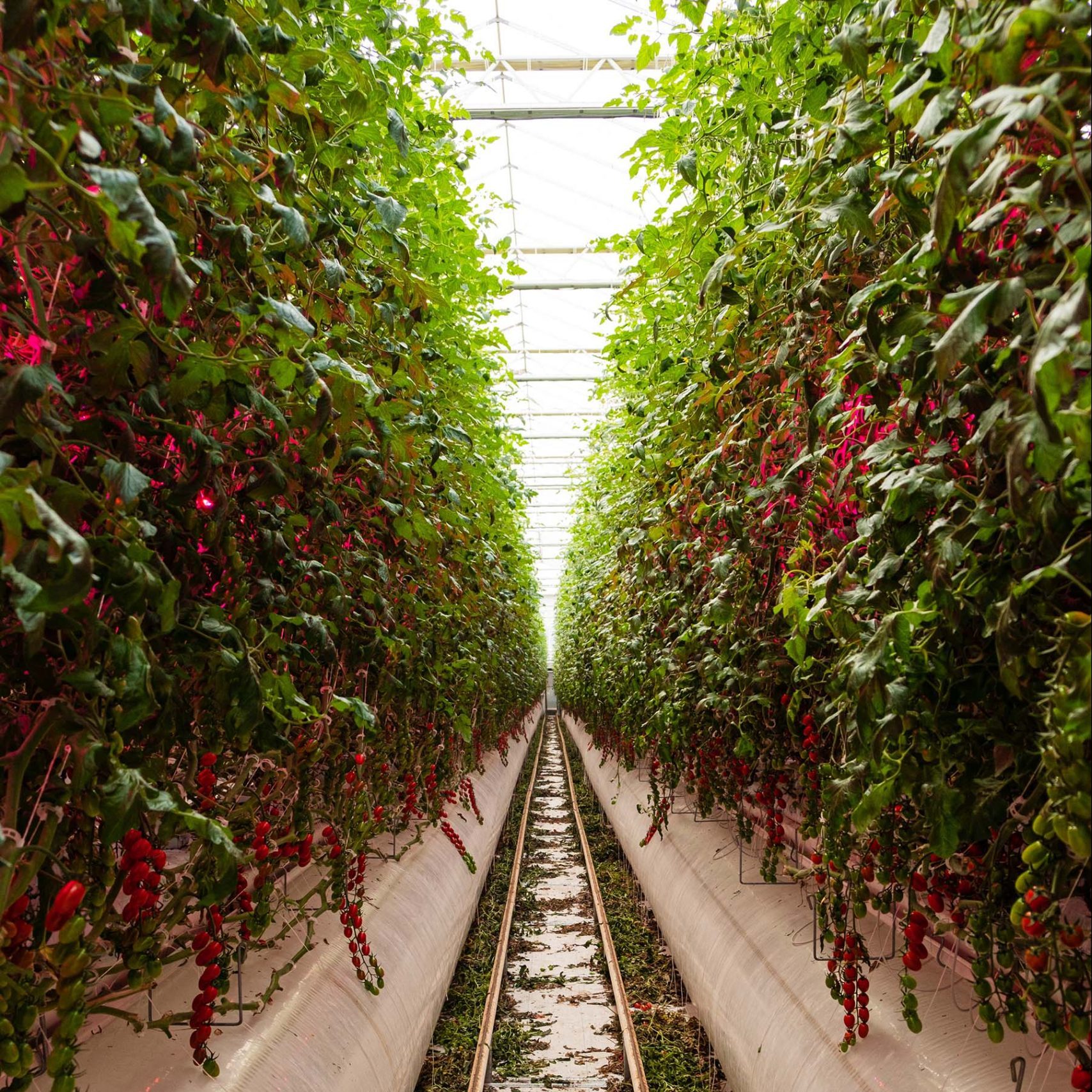 Verticales y conectadas: la nueva generación de granjas que revolucionará la agricultura 