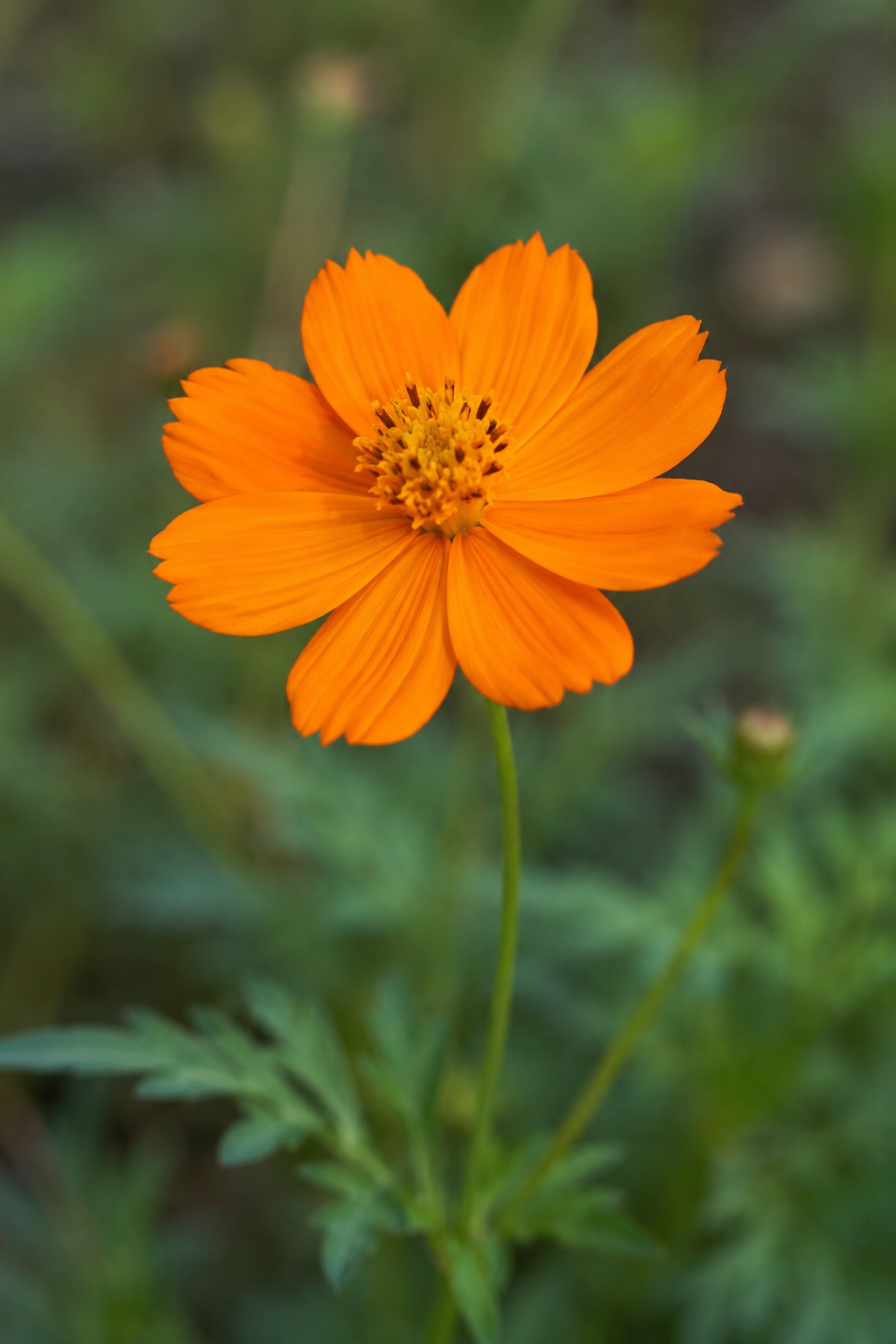 flower-image