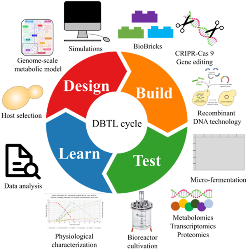 ciclo DBLT