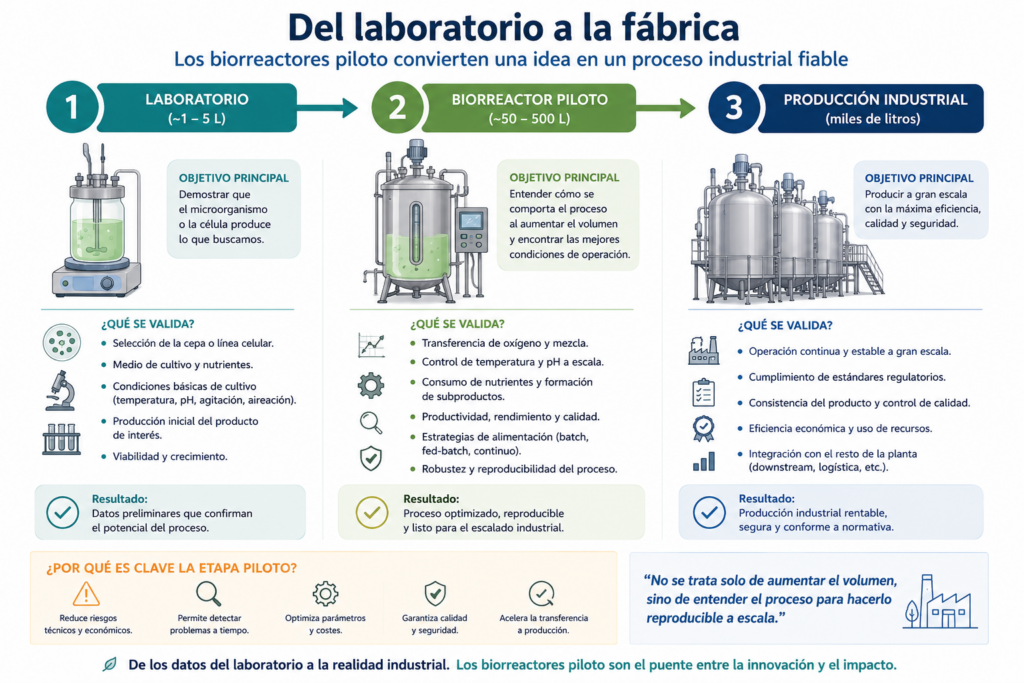 biorreactor piloto - del laboratorio a la fabrica