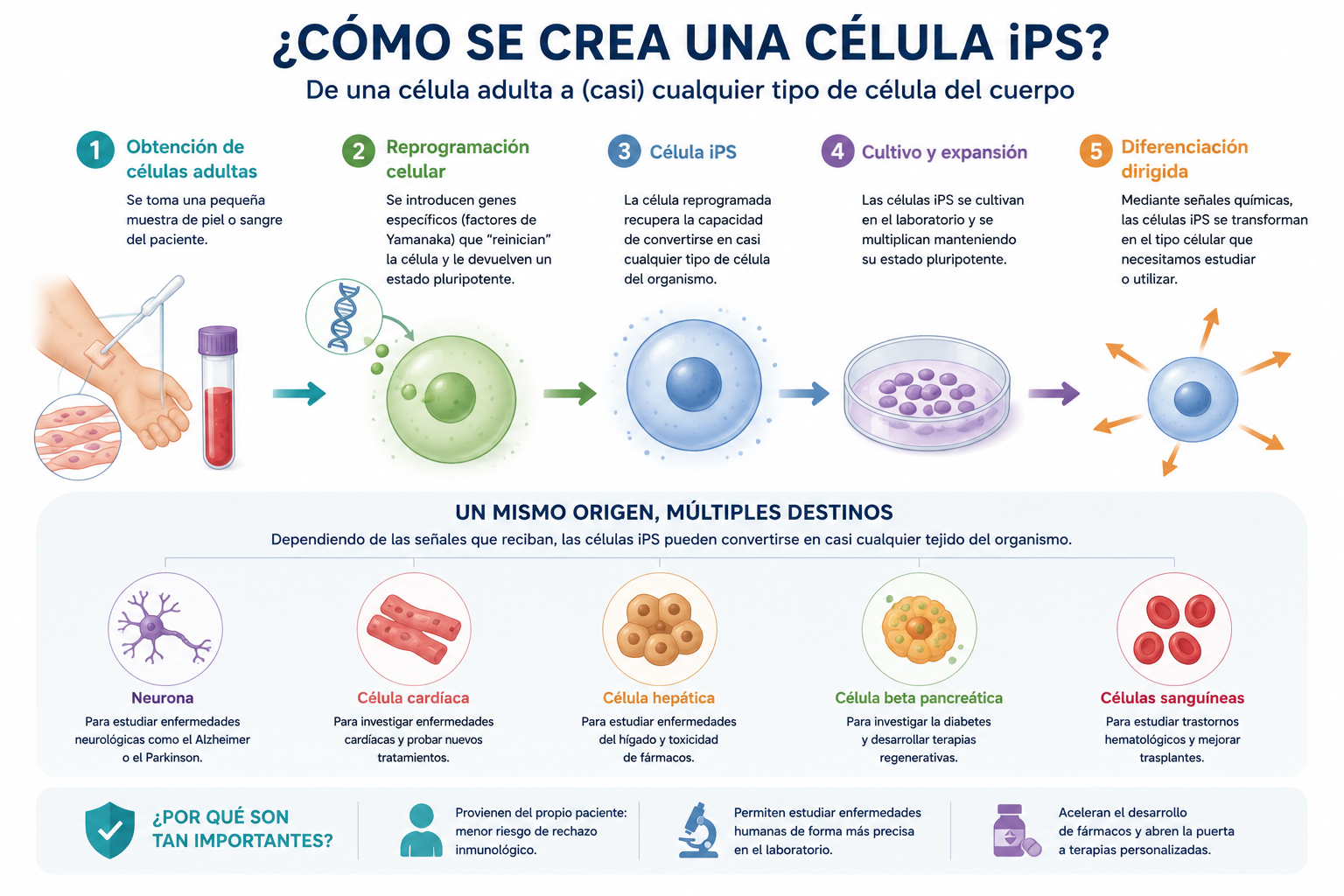 como se crea una celula IPS