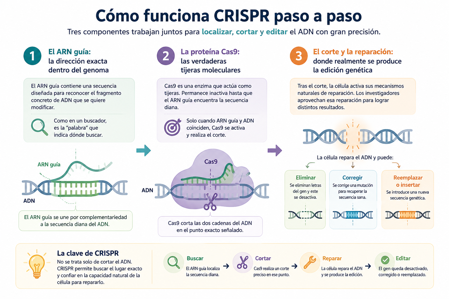 Como funciona CRISPR paso a paso